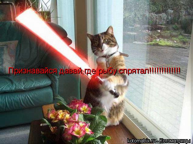 Признавайся давай,где рыбу спрятал!!!!!!!!!!!!!... Котоматрица: Признавайся давай,где рыбу спрятал!!!!!!!!!!!!!