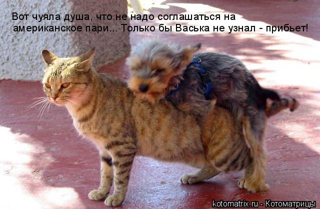 Вот чуяла душа, что не надо соглашаться на американское пари... Только бы Васька не узнал - прибьет!... Котоматрица: Вот чуяла душа, что не надо соглашаться на американское пари... Только бы Васька не узнал - прибьет!