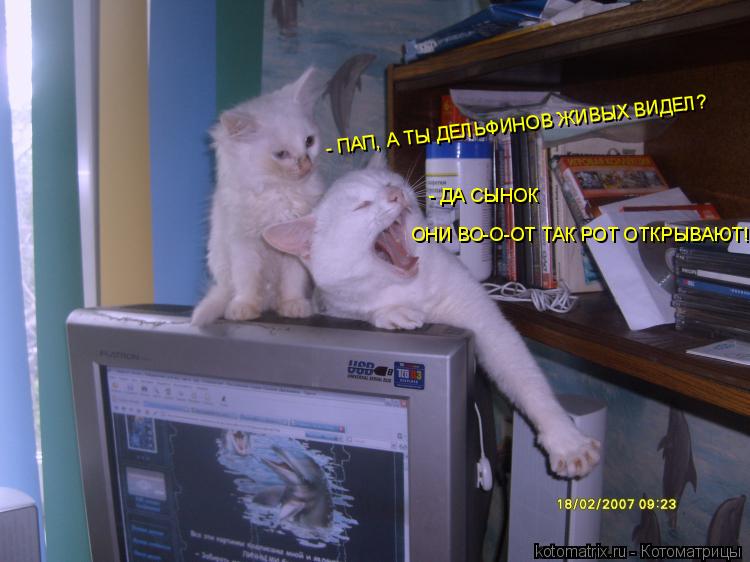 - ПАП, А ТЫ ДЕЛЬФИНОВ ЖИВЫХ ВИДЕЛ? - ДА СЫНОК ОНИ ВО-О-ОТ ТАК РОТ ОТКРЫВАЮТ!... Котоматрица: - ПАП, А ТЫ ДЕЛЬФИНОВ ЖИВЫХ ВИДЕЛ? - ДА СЫНОК ОНИ ВО-О-ОТ ТАК РОТ ОТКРЫВАЮТ!