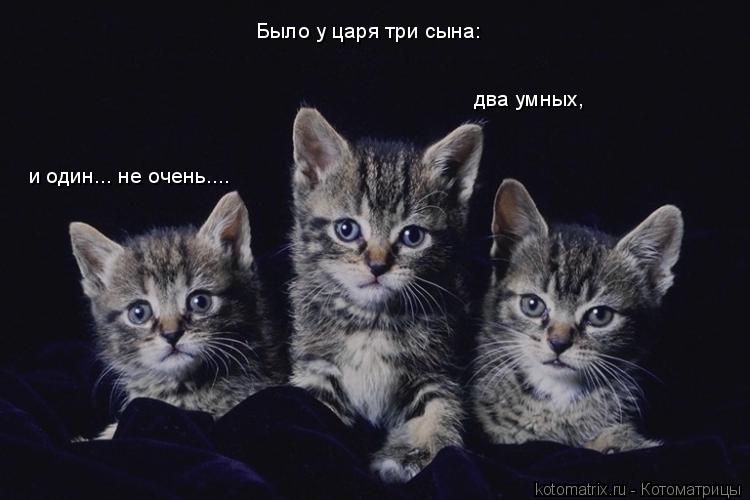 Было у царя три сына: два умных, и один... не очень....... Котоматрица: Было у царя три сына: два умных, и один... не очень....