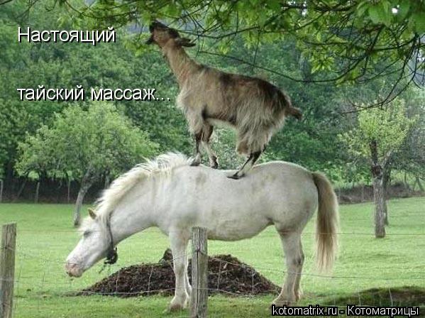 Настоящий тайский массаж...... Котоматрица: Настоящий тайский массаж...