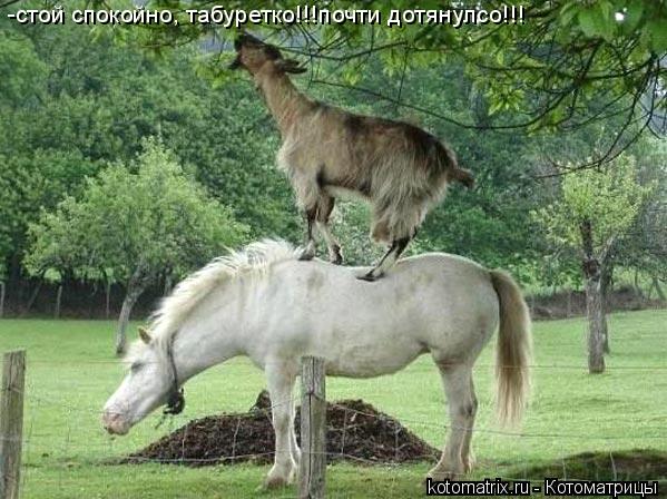 -стой спокойно, табуретко!!!почти дотянулсо!!!... Котоматрица: -стой спокойно, табуретко!!!почти дотянулсо!!!