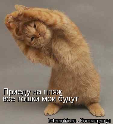 Приеду на пляж все кошки мои будут... Котоматрица: Приеду на пляж все кошки мои будут