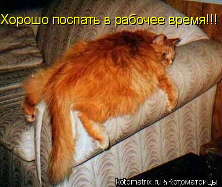 Хорошо поспать в рабочее время!!!... Котоматрица: Хорошо поспать в рабочее время!!!