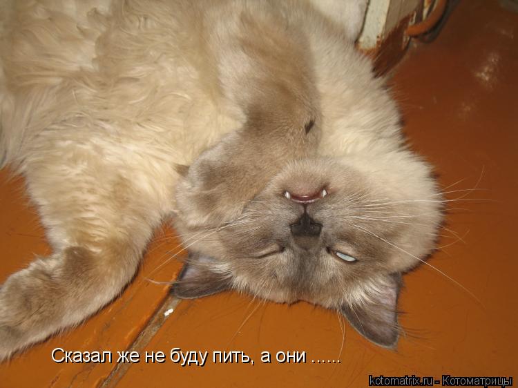 Сказал же не буду пить, а они ......... Котоматрица: Сказал же не буду пить, а они ......