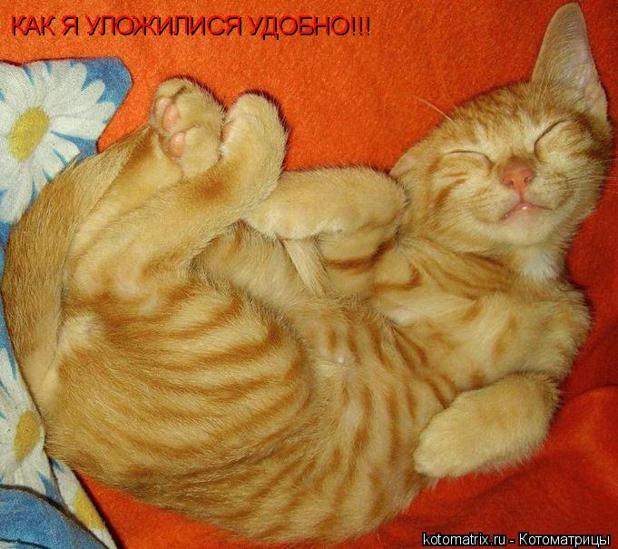 КАК Я УЛОЖИЛИСЯ УДОБНО!!!... Котоматрица: КАК Я УЛОЖИЛИСЯ УДОБНО!!!
