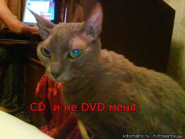 CD и не DVD меня... Котоматрица: CD и не DVD меня