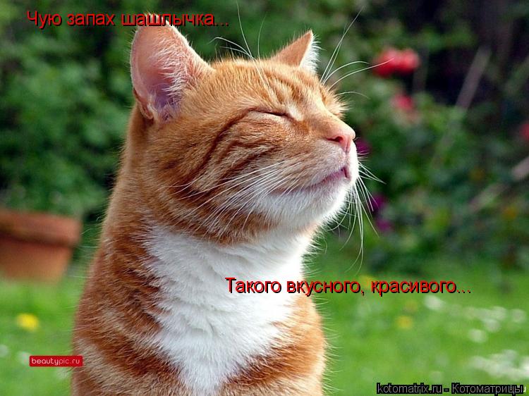 Чую запах шашлычка... Такого вкусного, красивого...... Котоматрица: Чую запах шашлычка... Такого вкусного, красивого...