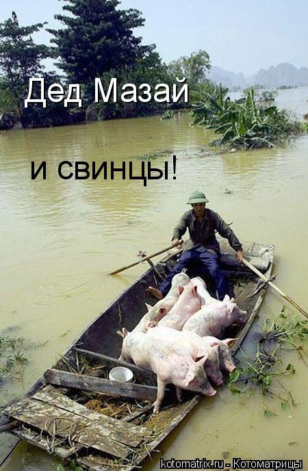 Дед Мазай и свинцы!... Котоматрица: Дед Мазай и свинцы!