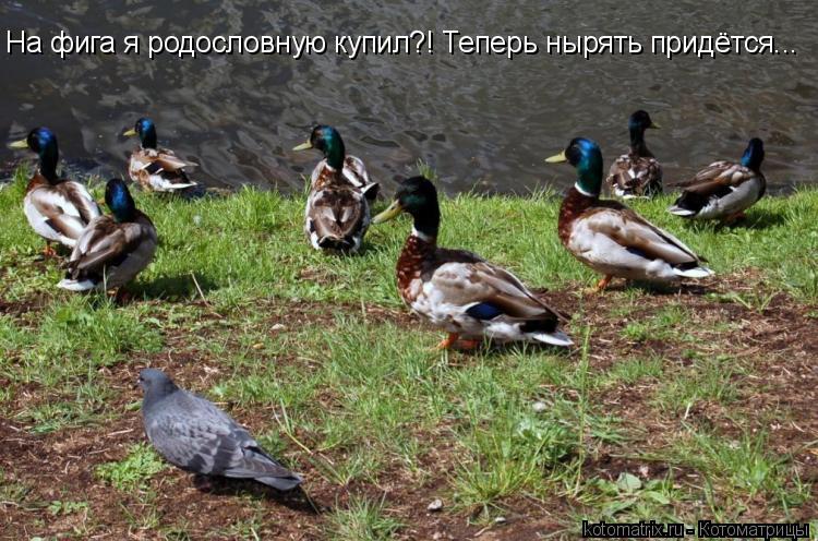 На фига я родословную купил?! Теперь нырять придётся...... Котоматрица: На фига я родословную купил?! Теперь нырять придётся...