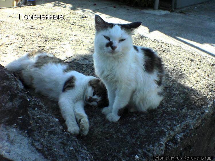 Помеченные...... Котоматрица: Помеченные...