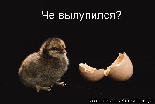 Котоматрица: Че вылупился?
