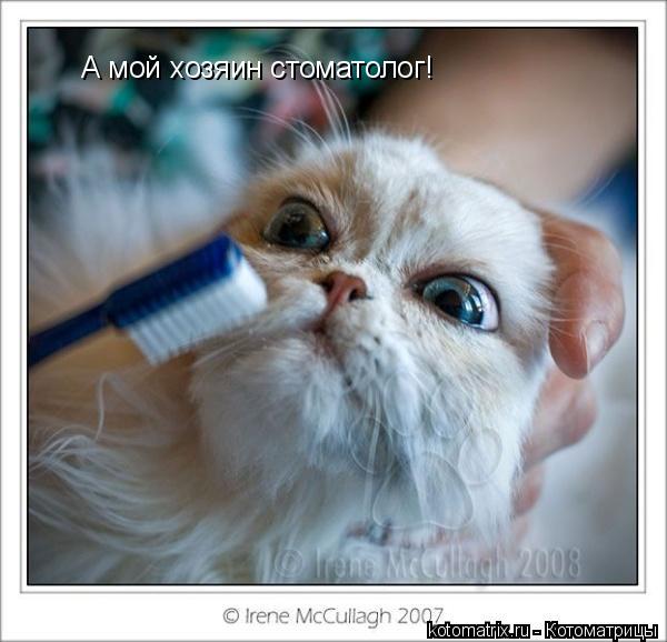 А мой хозяин стоматолог!... Котоматрица: А мой хозяин стоматолог!