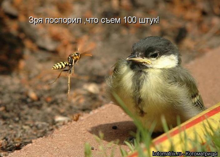 Зря поспорил ,что съем 100 штук!... Котоматрица: Зря поспорил ,что съем 100 штук!