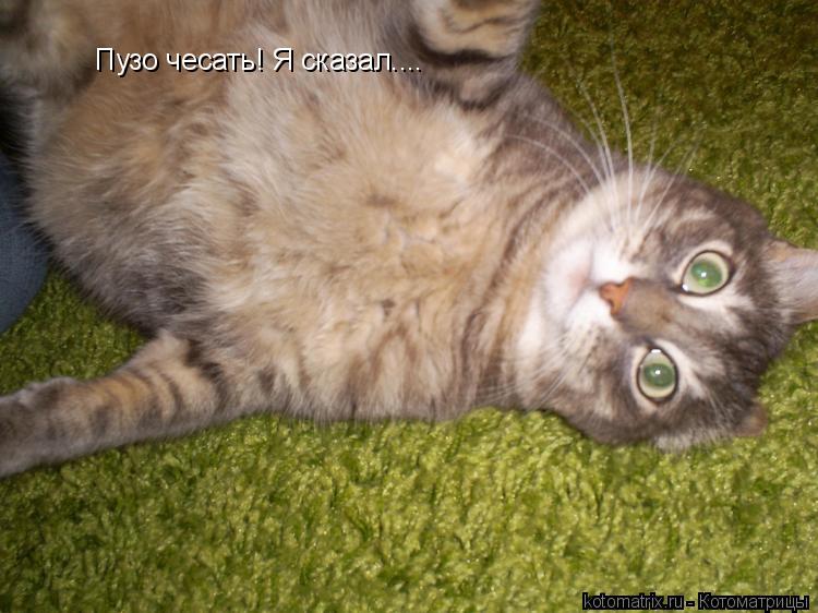 Пузо чесать! Я сказал....... Котоматрица: Пузо чесать! Я сказал....