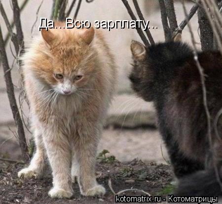 Да...Всю зарплату...... Котоматрица: Да...Всю зарплату...