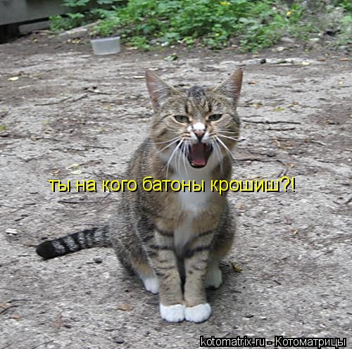 ты на кого батоны крошиш?!... Котоматрица: ты на кого батоны крошиш?!