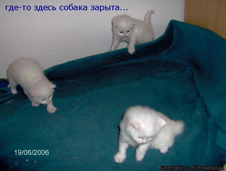 где-то здесь собака зарыта...... Котоматрица: где-то здесь собака зарыта...