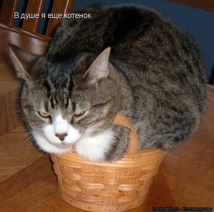 В душе я еще котенок... Котоматрица: В душе я еще котенок