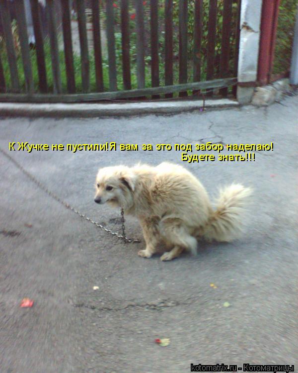К Жучке не пустили!Я вам за это под забор наделаю! Будете знать!!!... Котоматрица: К Жучке не пустили!Я вам за это под забор наделаю! Будете знать!!!