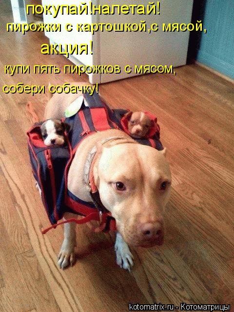пирожки с картошкой,с мясой, акция! купи пять пирожков с мясом, собери собачку! покупай!налетай!... Котоматрица: пирожки с картошкой,с мясой, акция! купи пять пирожков с мясом, собери собачку! покупай!налетай!