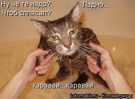 Ну чё те надо? Чтоб сплясал? Ладно... каравай...каравай... Котоматрица: Ну чё те надо? Чтоб сплясал? Ладно... каравай...каравай