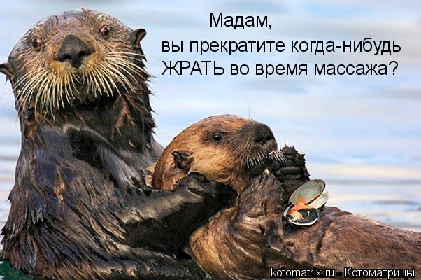 Котоматрица: Мадам, вы прекратите когда-нибудь ЖРАТЬ во время массажа?