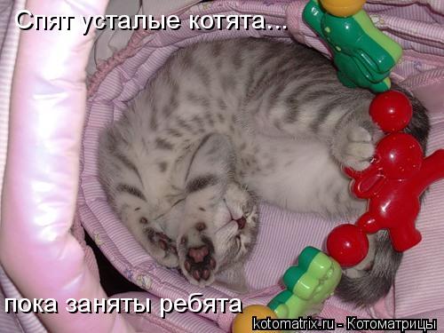 Котоматрица: Спят усталые котята... пока заняты ребята