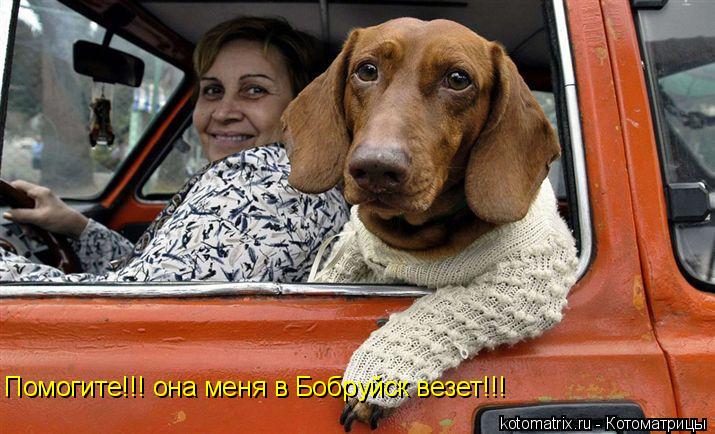 Котоматрица: Помогите!!! она меня в Бобруйск везет!!!