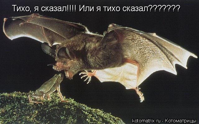 Тихо, я сказал!!!! Или я тихо сказал???????... Котоматрица: Тихо, я сказал!!!! Или я тихо сказал???????