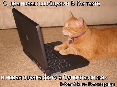 О, два новых сообщения В Контакте и новая оценка фото в Одноклассниках... Котоматрица: О, два новых сообщения В Контакте и новая оценка фото в Одноклассниках