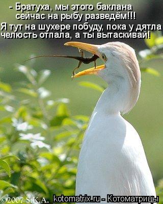 - Братуха, мы этого баклана сейчас на рыбу разведём!!! Я тут на шухере побуду, пока у дятла челюсть о... Котоматрица: - Братуха, мы этого баклана сейчас на рыбу разведём!!! Я тут на шухере побуду, пока у дятла челюсть отпала, а ты вытаскивай!