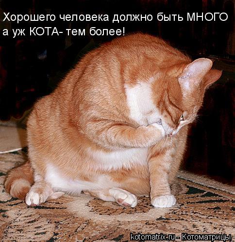 Хорошего человека должно быть МНОГО а уж КОТА- тем более!... Котоматрица: Хорошего человека должно быть МНОГО а уж КОТА- тем более!