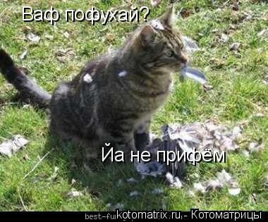 Ваф пофухай? Йа не прифём... Котоматрица: Ваф пофухай? Йа не прифём