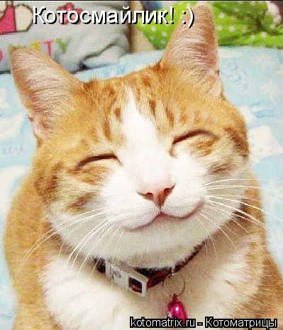 Котосмайлик! :)... Котоматрица: Котосмайлик! :)