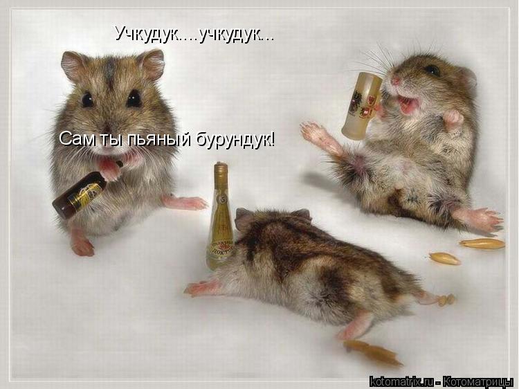 Учкудук....учкудук... Сам ты пьяный бурундук!... Котоматрица: Учкудук....учкудук... Сам ты пьяный бурундук!