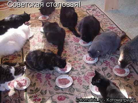 Советская столовая!... Котоматрица: Советская столовая!