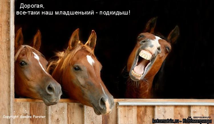 Дорогая, все-таки наш младшенький - подкидыш!... Котоматрица: Дорогая, все-таки наш младшенький - подкидыш!