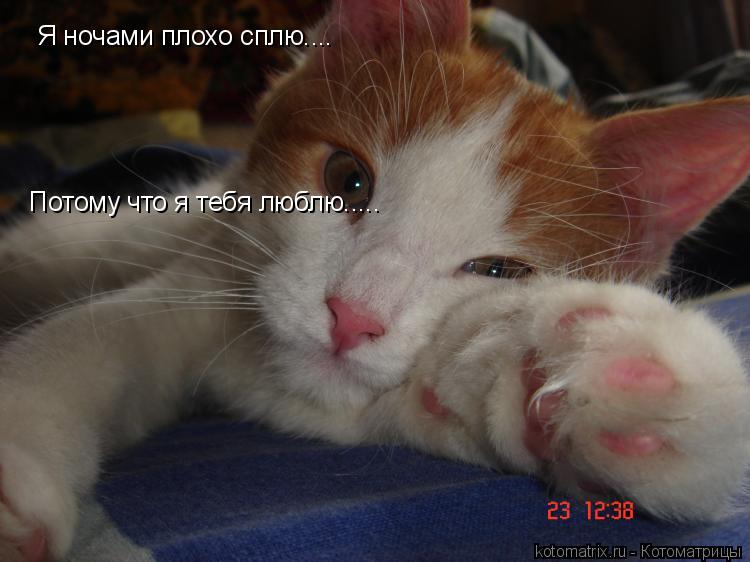 Я ночами плохо сплю.... Потому что я тебя люблю........ Котоматрица: Я ночами плохо сплю.... Потому что я тебя люблю.....