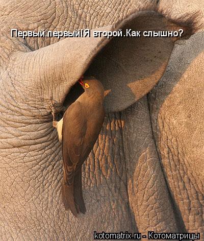 Первый,первый!Я второй.Как слышно?... Котоматрица: Первый,первый!Я второй.Как слышно?