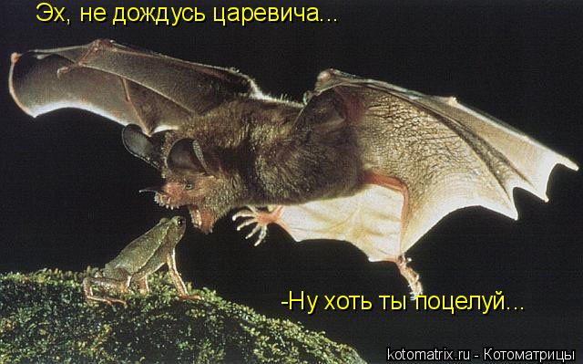 Эх, не дождусь царевича... -Ну хоть ты поцелуй...... Котоматрица: Эх, не дождусь царевича... -Ну хоть ты поцелуй...