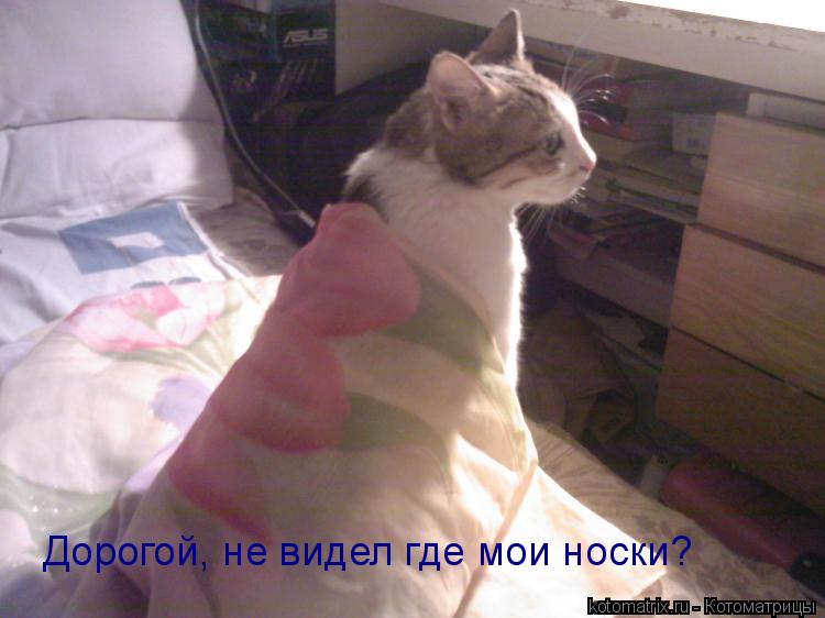Дорогой, не видел где мои носки?... Котоматрица: Дорогой, не видел где мои носки?
