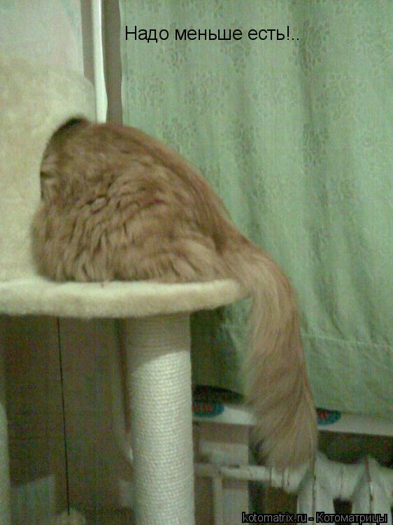 Надо меньше есть!..... Котоматрица: Надо меньше есть!..