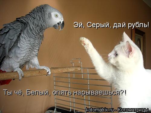 Эй, Серый, дай рубль! Ты чё, Белый, опять нарываешься?!... Котоматрица: Эй, Серый, дай рубль! Ты чё, Белый, опять нарываешься?!