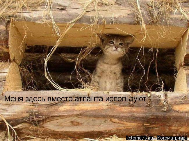Меня здесь вместо атланта используют... Котоматрица: Меня здесь вместо атланта используют