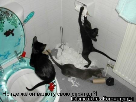 Но где же он валюту свою спрятал?!... Котоматрица: Но где же он валюту свою спрятал?!