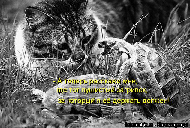 - А теперь расскажи мне, где тот пушистый загривок, за который я её держать должен!... Котоматрица: - А теперь расскажи мне, где тот пушистый загривок, за который я её держать должен!