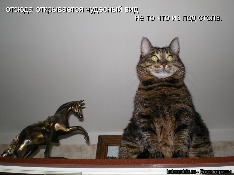 отсюда открывается чудесный вид не то что из под стола.... Котоматрица: отсюда открывается чудесный вид не то что из под стола.