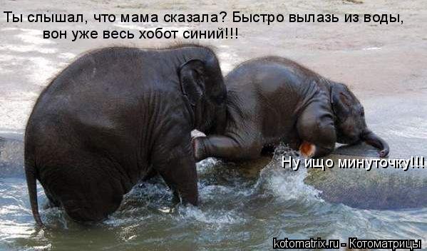 Ты слышал, что мама сказала? Быстро вылазь из воды, вон уже весь хобот синий!!! Ну ищо минуточку!!!... Котоматрица: Ты слышал, что мама сказала? Быстро вылазь из воды, вон уже весь хобот синий!!! Ну ищо минуточку!!!