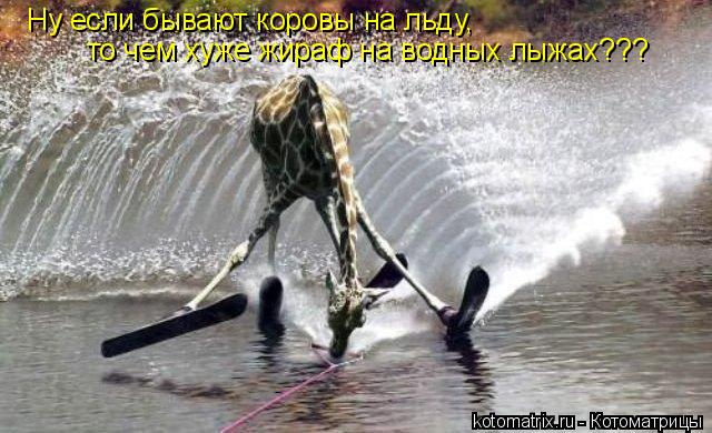 Ну если бывают коровы на льду, то чем хуже жираф на водных лыжах???... Котоматрица: Ну если бывают коровы на льду, то чем хуже жираф на водных лыжах???